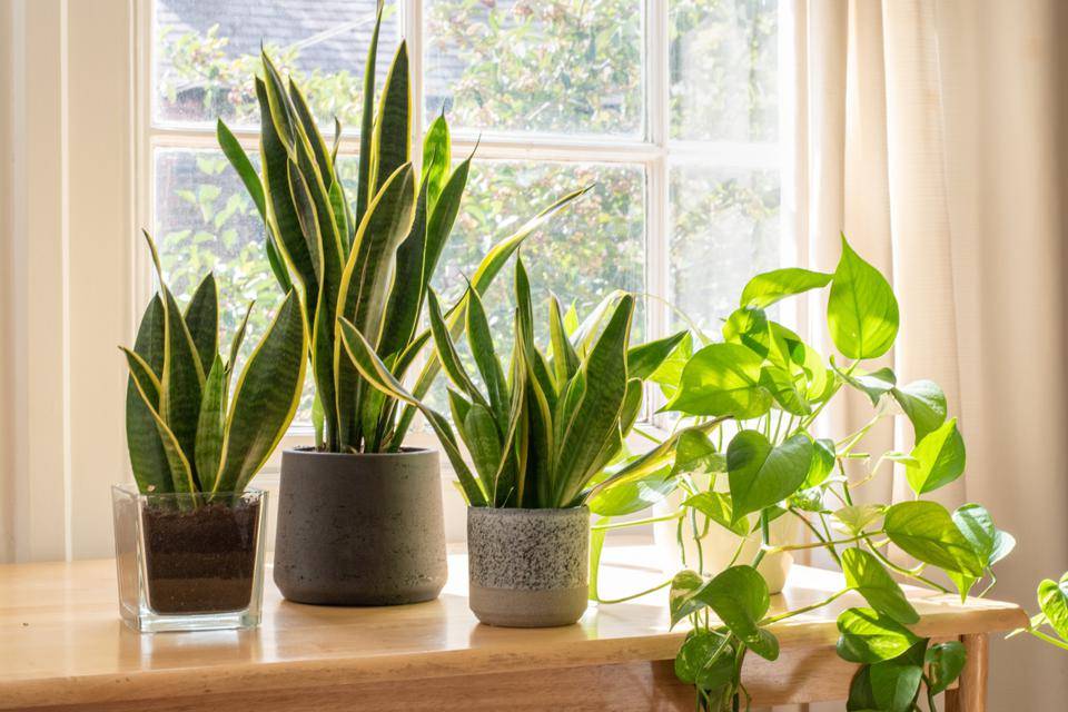 Essential Indoor Plants 5